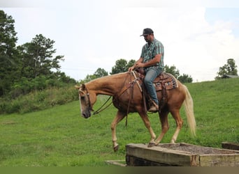 Kentucky Mountain Saddle Horse, Wallach, 12 Jahre, 157 cm, Palomino