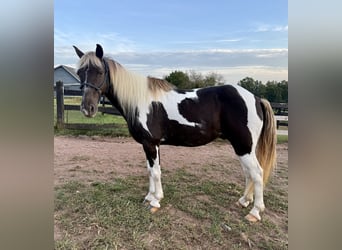 Kentucky Mountain Saddle Horse, Wallach, 12 Jahre, Schecke