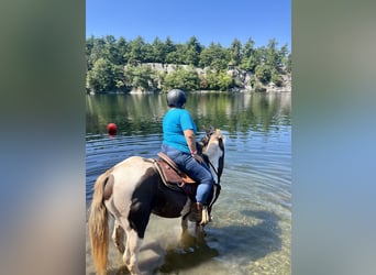 Kentucky Mountain Saddle Horse, Wallach, 12 Jahre, Schecke