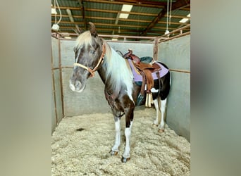 Kentucky Mountain Saddle Horse, Wallach, 12 Jahre, Schecke
