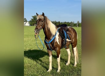 Kentucky Mountain Saddle Horse, Wallach, 12 Jahre, Schecke