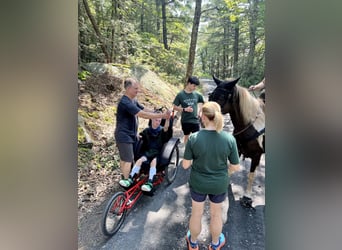 Kentucky Mountain Saddle Horse, Wallach, 12 Jahre, Schecke