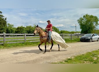 Kentucky Mountain Saddle Horse, Wallach, 13 Jahre, 142 cm, Buckskin