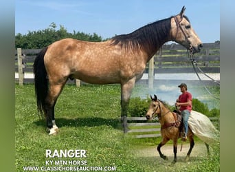 Kentucky Mountain Saddle Horse, Wallach, 13 Jahre, 142 cm, Buckskin