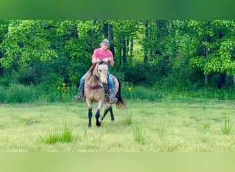 Kentucky Mountain Saddle Horse, Wallach, 13 Jahre, 142 cm, Buckskin