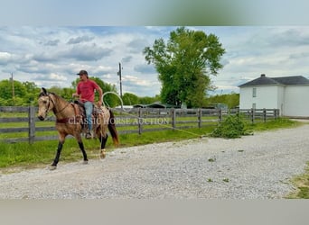Kentucky Mountain Saddle Horse, Wallach, 13 Jahre, 142 cm, Buckskin