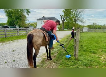 Kentucky Mountain Saddle Horse, Wallach, 13 Jahre, 142 cm, Buckskin
