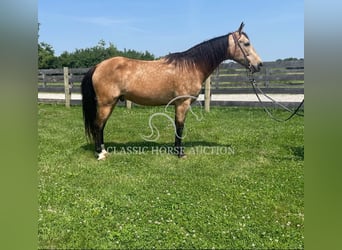 Kentucky Mountain Saddle Horse, Wallach, 13 Jahre, 142 cm, Buckskin