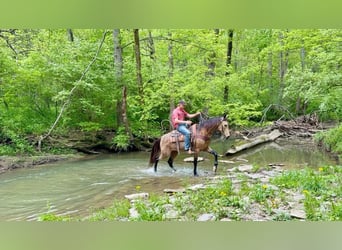 Kentucky Mountain Saddle Horse, Wallach, 13 Jahre, 142 cm, Buckskin