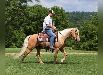 Kentucky Mountain Saddle Horse, Wallach, 13 Jahre, 147 cm, Palomino