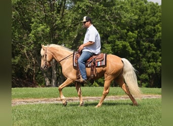 Kentucky Mountain Saddle Horse, Wallach, 13 Jahre, 147 cm, Palomino