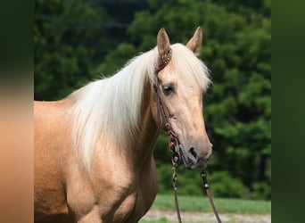 Kentucky Mountain Saddle Horse, Wallach, 13 Jahre, 147 cm, Palomino