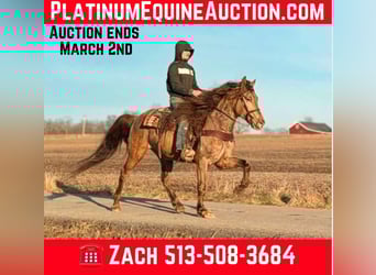 Kentucky Mountain Saddle Horse, Wallach, 13 Jahre, 152 cm, Champagne