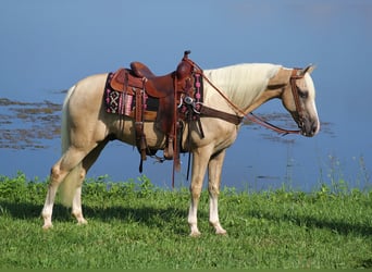Kentucky Mountain Saddle Horse, Wallach, 13 Jahre, 152 cm, Palomino