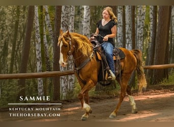Kentucky Mountain Saddle Horse, Wallach, 13 Jahre, 152 cm, Rotfuchs