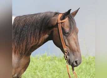 Kentucky Mountain Saddle Horse, Wallach, 13 Jahre, 152 cm, Tobiano-alle-Farben