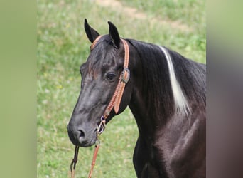 Kentucky Mountain Saddle Horse, Wallach, 13 Jahre, 157 cm, Tobiano-alle-Farben