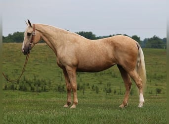 Kentucky Mountain Saddle Horse, Wallach, 13 Jahre, 165 cm, Palomino