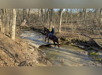Kentucky Mountain Saddle Horse, Wallach, 14 Jahre, 152 cm, Rappe
