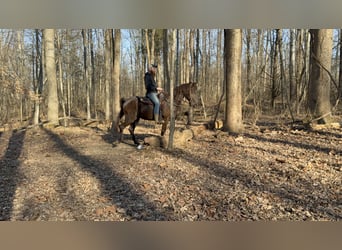 Kentucky Mountain Saddle Horse, Wallach, 14 Jahre, 152 cm, Rappe