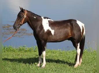 Kentucky Mountain Saddle Horse, Wallach, 14 Jahre, 152 cm, Tobiano-alle-Farben