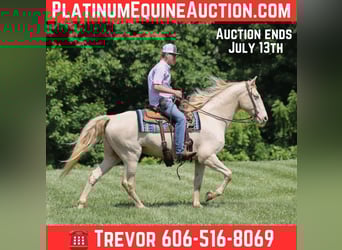 Kentucky Mountain Saddle Horse, Wallach, 14 Jahre, 157 cm, Cremello