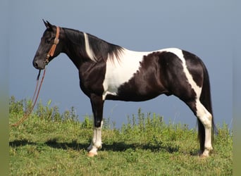 Kentucky Mountain Saddle Horse, Wallach, 14 Jahre, 157 cm, Tobiano-alle-Farben