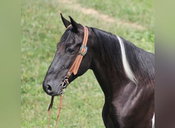 Kentucky Mountain Saddle Horse, Wallach, 14 Jahre, 157 cm, Tobiano-alle-Farben