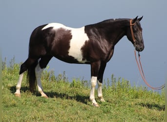 Kentucky Mountain Saddle Horse, Wallach, 14 Jahre, 157 cm, Tobiano-alle-Farben