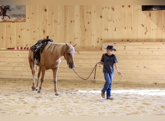 Kentucky Mountain Saddle Horse, Wallach, 14 Jahre, Palomino