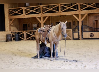 Kentucky Mountain Saddle Horse, Wallach, 14 Jahre, Palomino