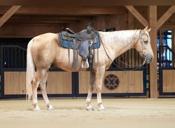 Kentucky Mountain Saddle Horse, Wallach, 14 Jahre, Palomino