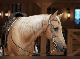 Kentucky Mountain Saddle Horse, Wallach, 14 Jahre, Palomino