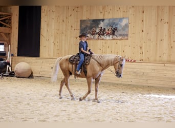 Kentucky Mountain Saddle Horse, Wallach, 14 Jahre, Palomino