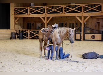 Kentucky Mountain Saddle Horse, Wallach, 14 Jahre, Palomino
