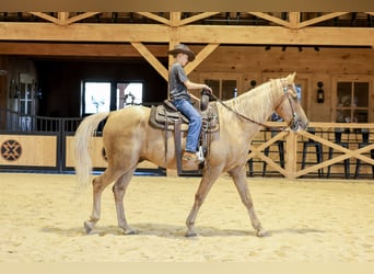 Kentucky Mountain Saddle Horse, Wallach, 14 Jahre, Palomino