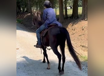 Kentucky Mountain Saddle Horse, Wallach, 15 Jahre, 142 cm, Rappe