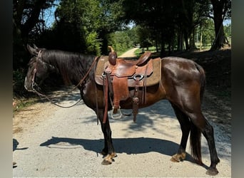 Kentucky Mountain Saddle Horse, Wallach, 15 Jahre, 142 cm, Rappe