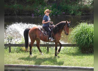 Kentucky Mountain Saddle Horse, Wallach, 15 Jahre, 152 cm, Rotbrauner