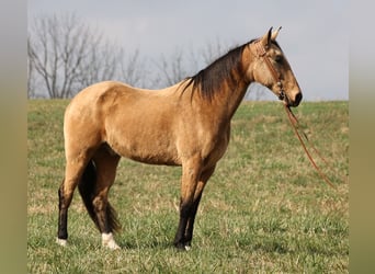 Kentucky Mountain Saddle Horse, Wallach, 15 Jahre, 163 cm, Buckskin