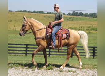 Kentucky Mountain Saddle Horse, Wallach, 15 Jahre, Palomino
