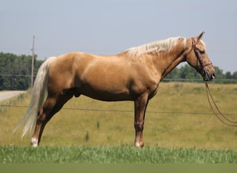 Kentucky Mountain Saddle Horse, Wallach, 15 Jahre, Palomino