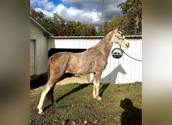 Kentucky Mountain Saddle Horse, Wallach, 15 Jahre, Roan-Bay