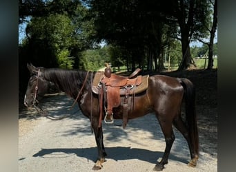 Kentucky Mountain Saddle Horse, Wallach, 16 Jahre, 142 cm, Rappe
