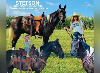 Kentucky Mountain Saddle Horse, Wallach, 3 Jahre, 152 cm