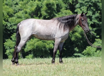 Kentucky Mountain Saddle Horse, Wallach, 4 Jahre, 147 cm, Roan-Blue