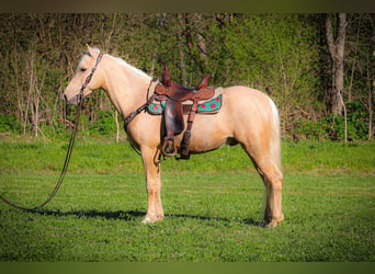 Kentucky Mountain Saddle Horse, Wallach, 4 Jahre, 150 cm, Palomino