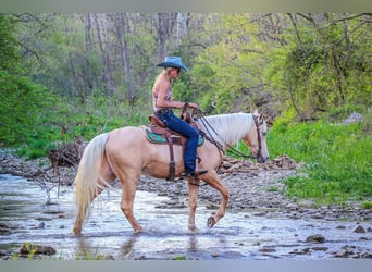 Kentucky Mountain Saddle Horse, Wallach, 4 Jahre, 150 cm, Palomino