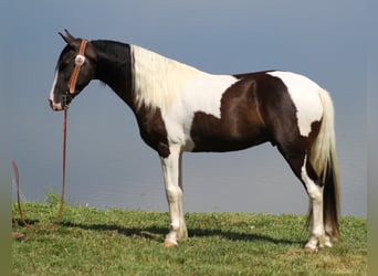 Kentucky Mountain Saddle Horse, Wallach, 4 Jahre, Tobiano-alle-Farben