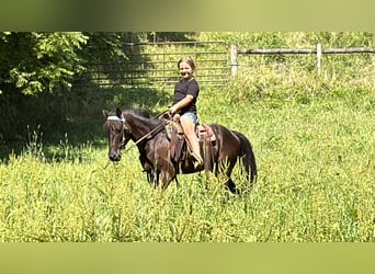 Kentucky Mountain Saddle Horse, Wallach, 5 Jahre, 127 cm, Rappe